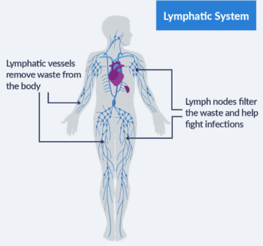 Lymphedema Management - Highlands Oncology